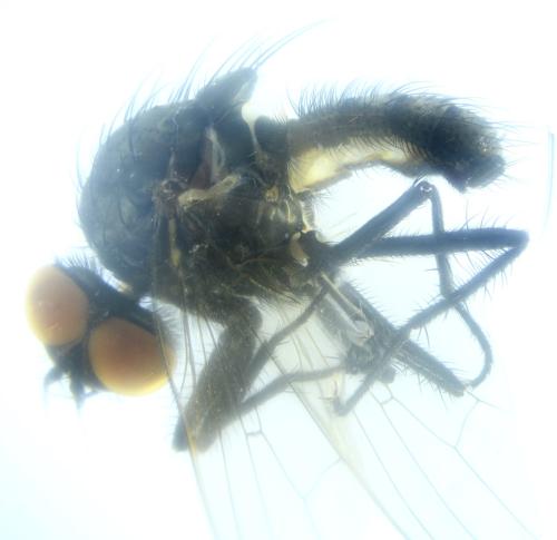 Réf. 317 074 : Delia platura